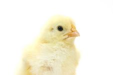 Baby Chick On White Background (headshot) 17 Royalty Free Stock Photo Baby Chick On White Background (headshot) 17 Royalty Free Stock Photo