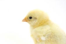Baby Chick On White Background (portrait) 20 Stock Photo