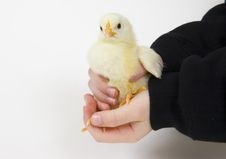 Boy Holding Baby Chick Royalty Free Stock Image