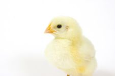 Baby Chick On White Background (profile) 23 Stock Photo