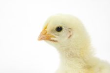 Baby Chick On White Background (headshot) 26 Stock Photos Baby Chick On White Background (headshot) 26 Stock Photos