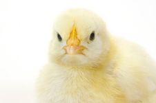 Baby Chick On White Background (face) 37 Royalty Free Stock Photos