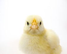 Baby Chick On White Background (face) 39 Stock Photo Baby Chick On White Background (face) 39 Stock Photo