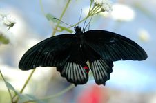 Mormon (papilio) On White Flower Royalty Free Stock Image Mormon (papilio) On White Flower Royalty Free Stock Image