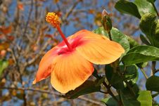 Hibiscus Royalty Free Stock Photography Hibiscus Royalty Free Stock Photography