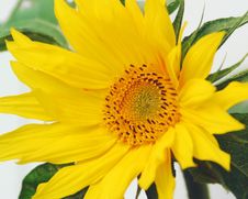 Sunflower Royalty Free Stock Images