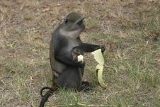 Monkey Eating Banana Stock Photography Monkey Eating Banana Stock Photography