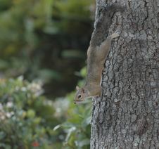 Squirrel Sliding Down Tree Royalty Free Stock Photo