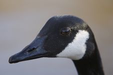 Canadian Goose Royalty Free Stock Photography