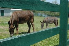 Ponies Behind A Fence Stock Photography