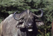 African Buffalo-some Noise Stock Photo African Buffalo-some Noise Stock Photo