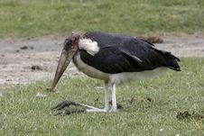 Marabou Stork Royalty Free Stock Image