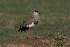 Plover Royalty Free Stock Photo Plover Royalty Free Stock Photo