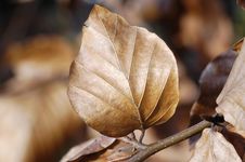 Dead Leaf Detail Royalty Free Stock Image Dead Leaf Detail Royalty Free Stock Image