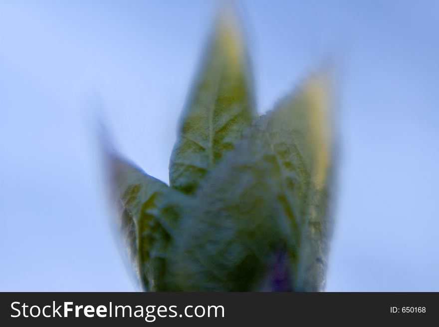 Abstract budding leaf