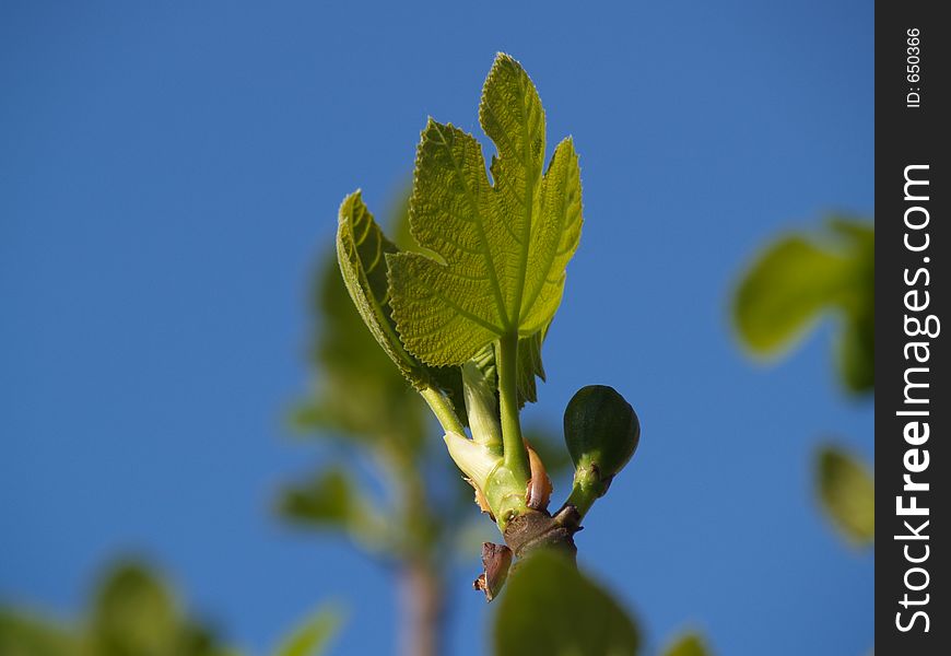 Fig tree's branch in spring