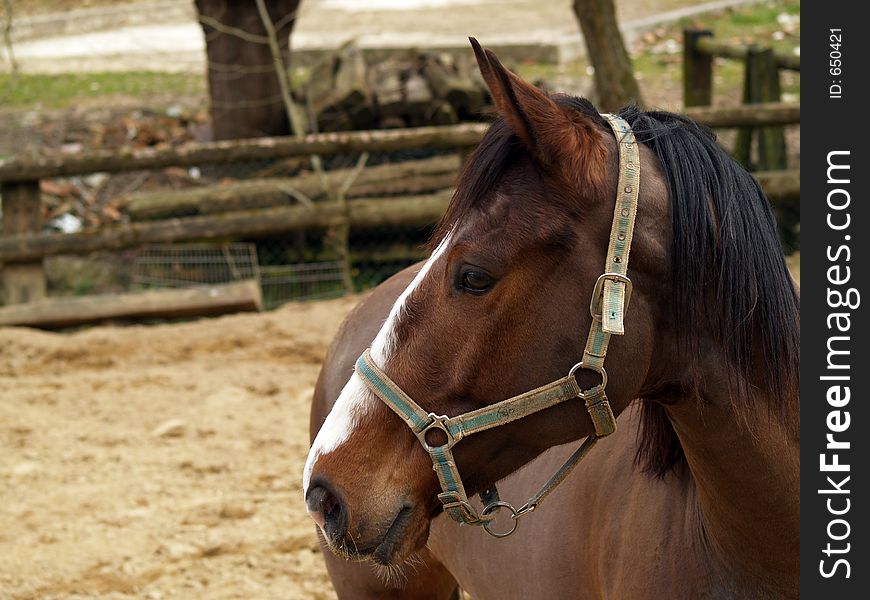 Close up of a horse head