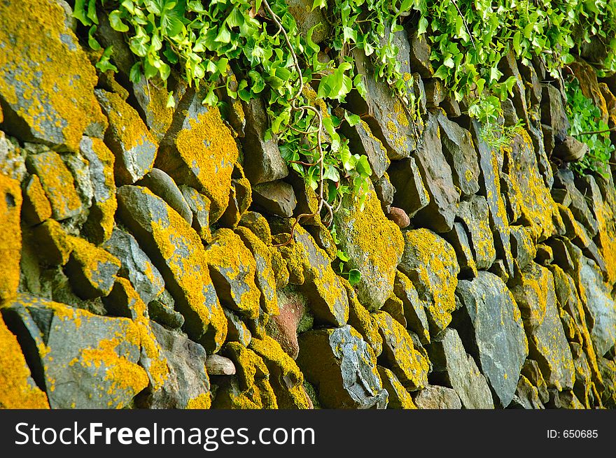 Church wall and Ivy