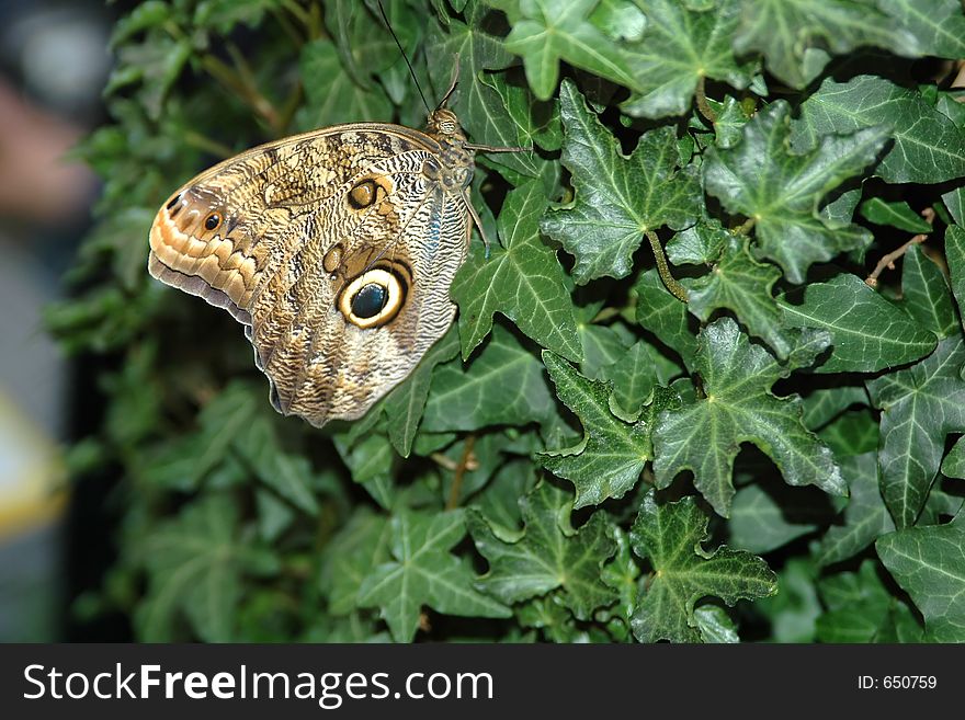 Butterfly-owl (caligo eurilochus) on leaf close-up. Butterfly-owl (caligo eurilochus) on leaf close-up