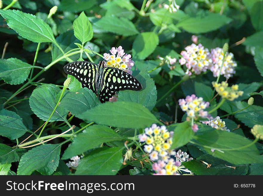 Carry-tail Geai  (graphium Agamemnon) On Lavender Flowers