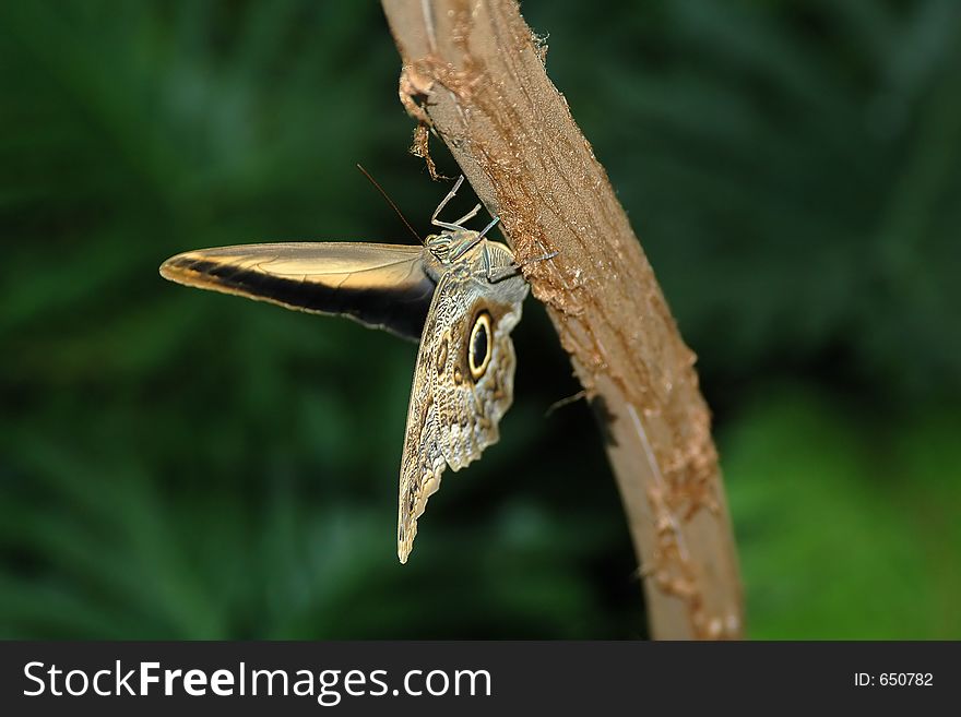 Butterfly-owl (caligo eurilochus) on tree close-up. Butterfly-owl (caligo eurilochus) on tree close-up