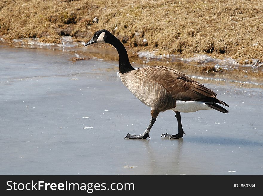 Goose on ice close-up