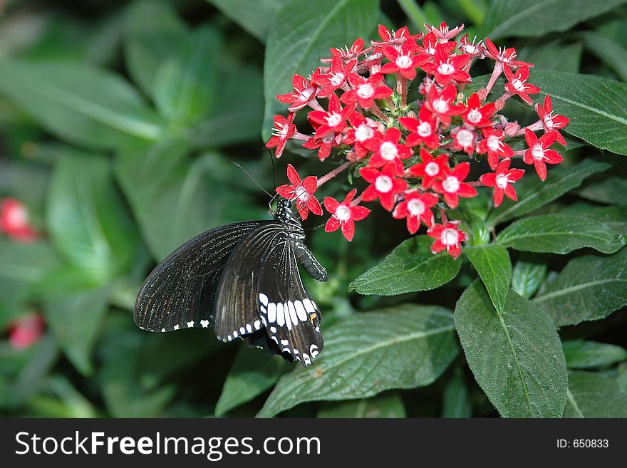Mormon sailing ship (papilio polytes) on red flowers close-up