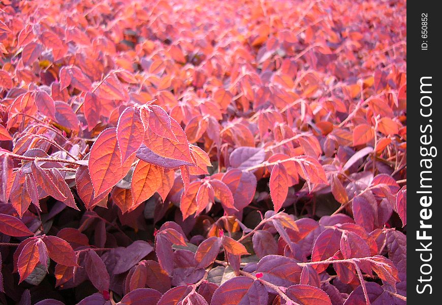 Red leaves in sunset