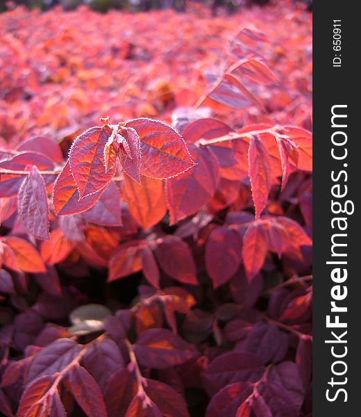 Red leaves in sunset blurred red leaves background. Red leaves in sunset blurred red leaves background