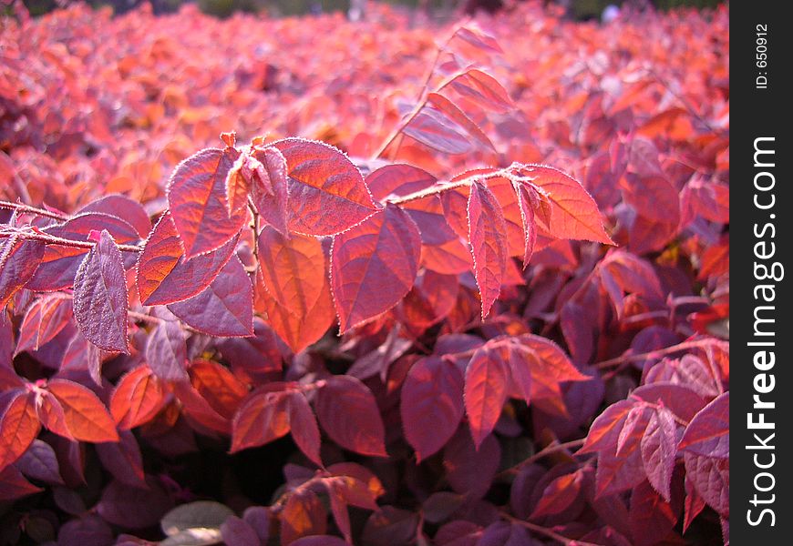 Red leaves in sunset blurred red leaves background