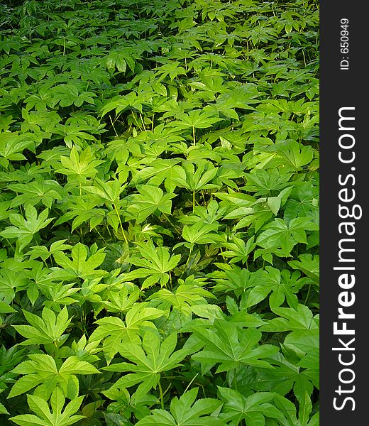 Green bush in the forest