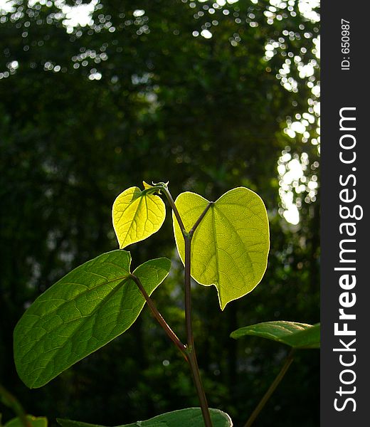 Chinese redbud blurred black garden background. Chinese redbud blurred black garden background