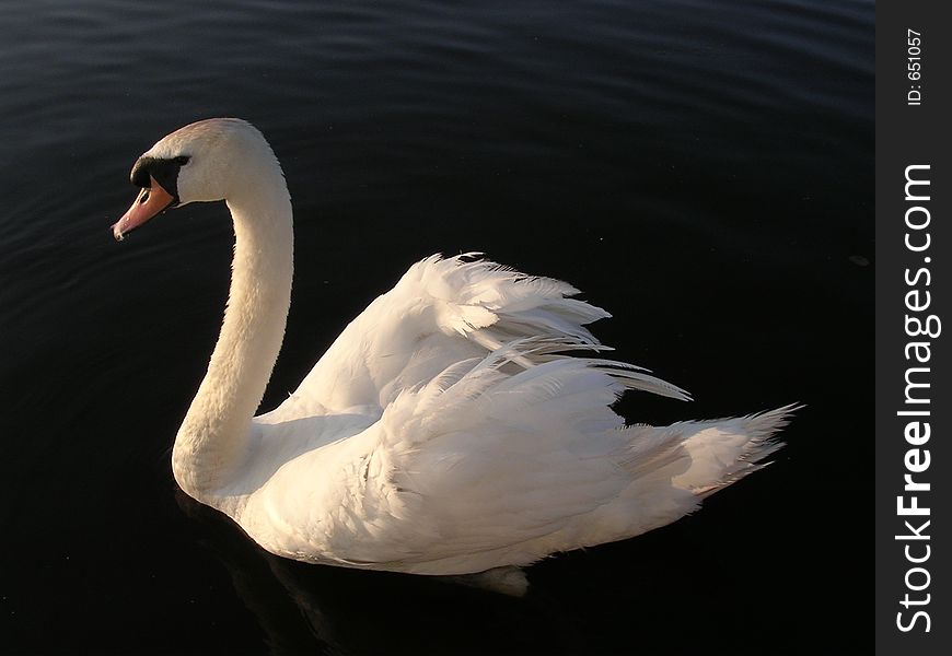 White Swan on lake. White Swan on lake
