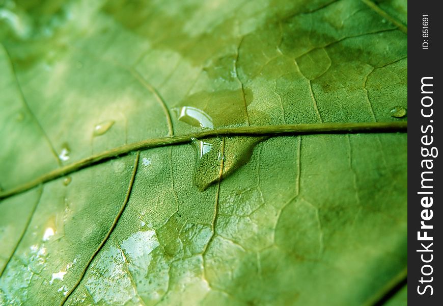 Water drops on a green leaf. Water drops on a green leaf