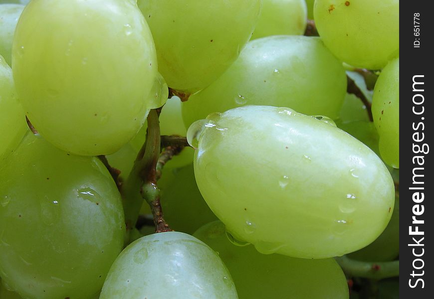 Frshly washed grapes with clear drops of water on them. Frshly washed grapes with clear drops of water on them.