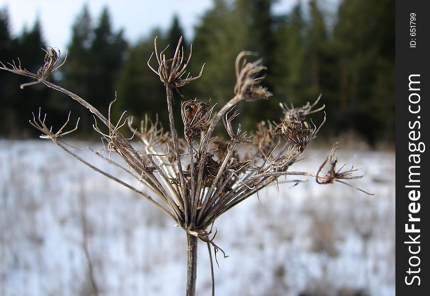 Dried-up and frozen plant on a field with forest background. Dried-up and frozen plant on a field with forest background