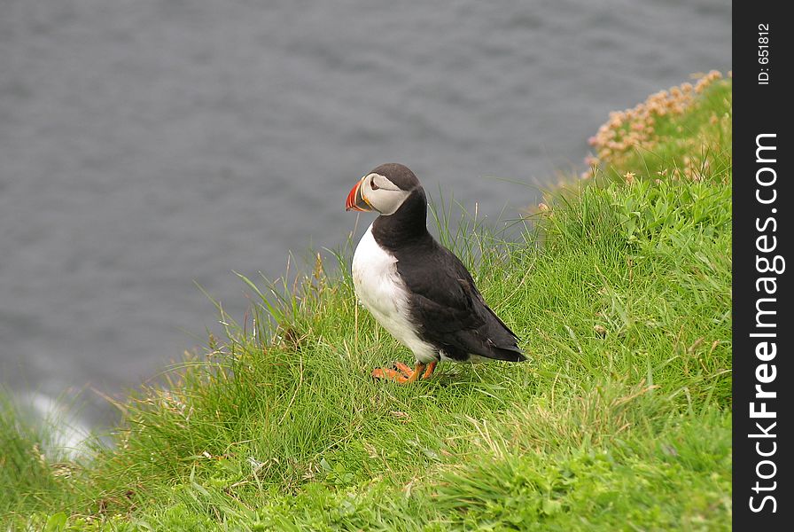 Puffin on cliff edge