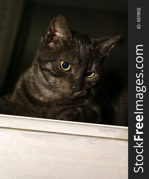 Black and grey cat with piercing yellow eyes. Black and grey cat with piercing yellow eyes