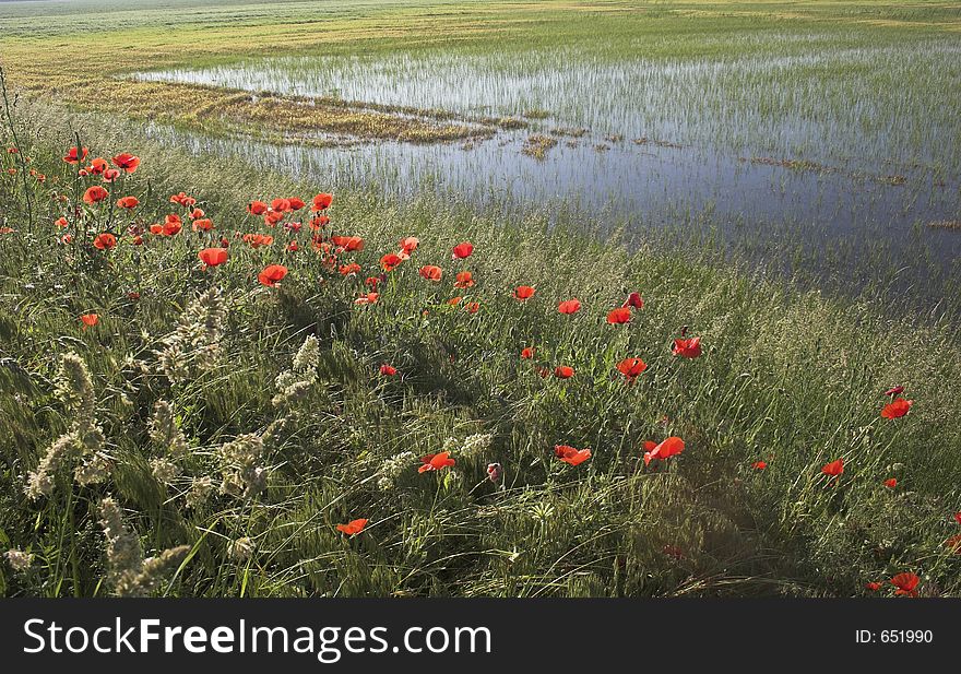 Poppies on the summer field