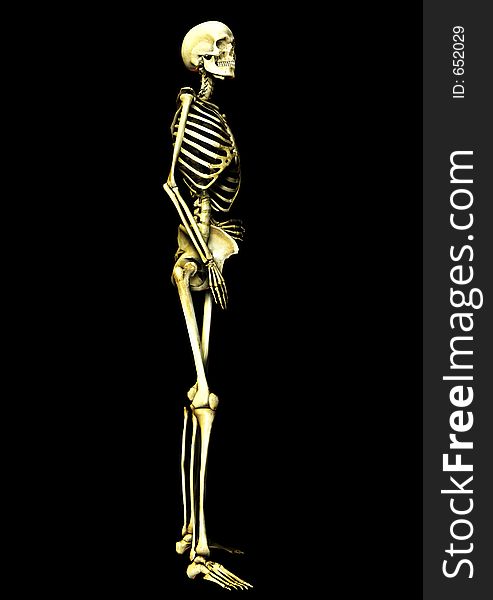 This is an skeleton in a standing pose. This is an skeleton in a standing pose.