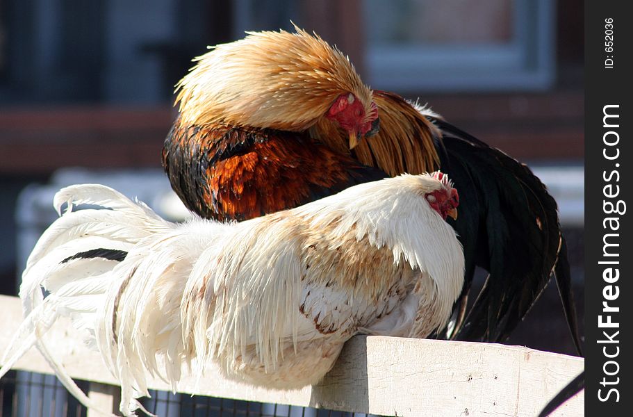 Rooster and hen sitting on a fence