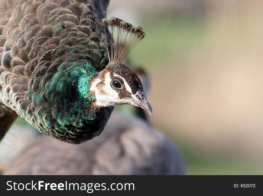 Peacock head shot