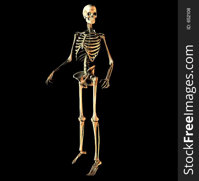 This is an skeleton in a standing pose. This is an skeleton in a standing pose.