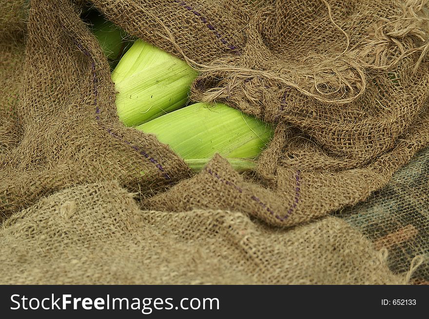 Two ears of corn peeking out of burlap bag. Two ears of corn peeking out of burlap bag