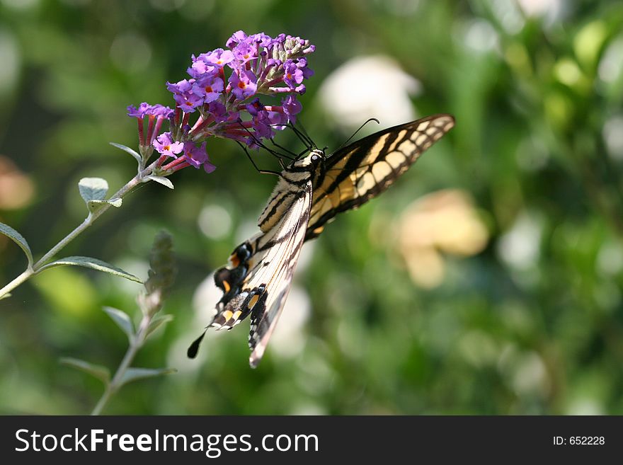 Swallowtail Butterfly on Butterfly Bush