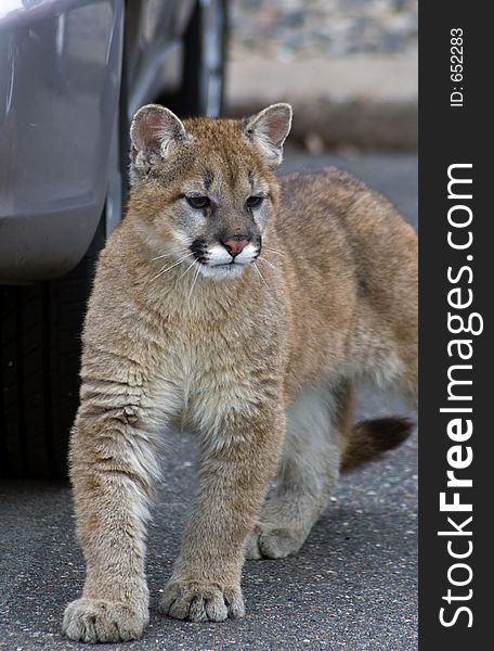Young mountain lions (felis concolor) in parking lot next to vehicle bumper. Young mountain lions (felis concolor) in parking lot next to vehicle bumper