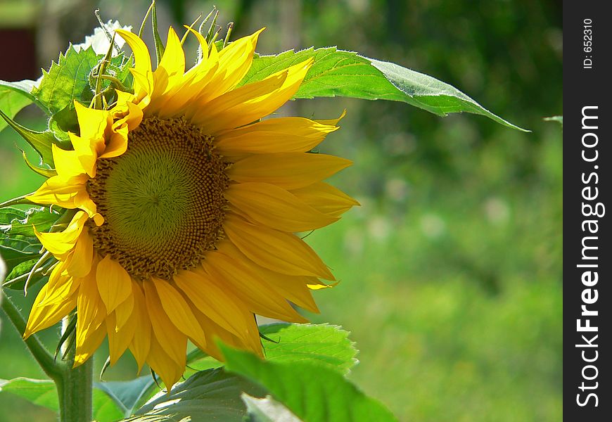 Yellow sunflower