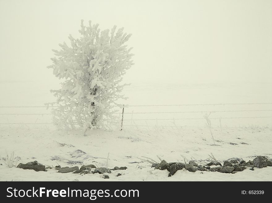 Tree and fenceline with frost in blindingly bright freezing fog and snow. Tree and fenceline with frost in blindingly bright freezing fog and snow.