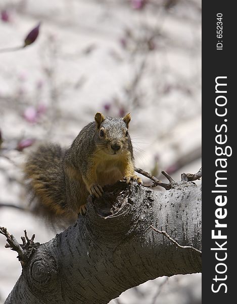 Squirrel with Shallow Depth of Field Focus and Flowering Tree in Background