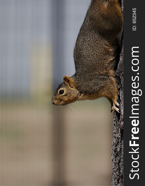 Squirrel on Tree Trunk. Background nicely out of focus for Copy Space